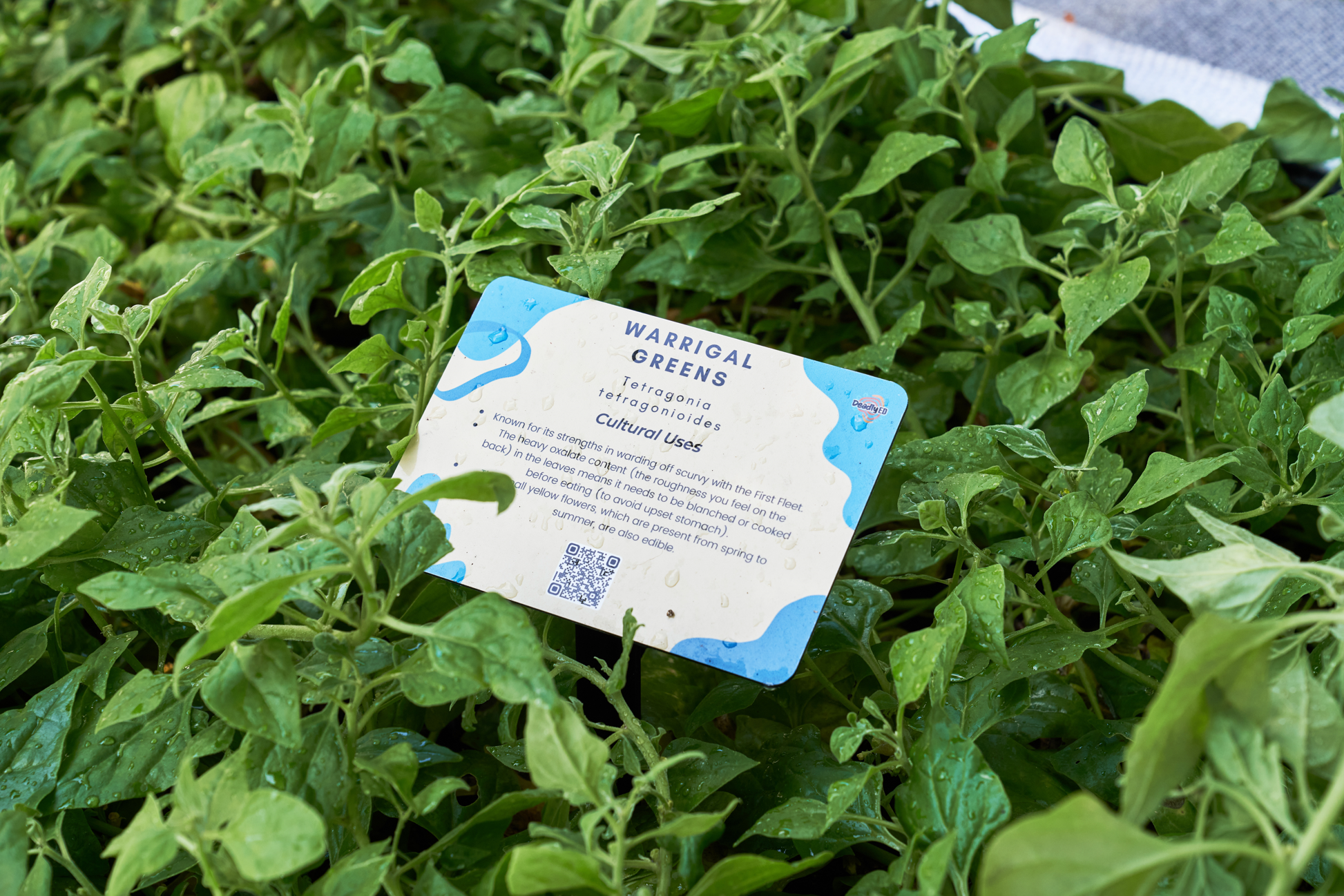 Bush Tucker Plant Signage
